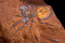 NSW: Phát hiện hóa thạch nhện có niên đại từ 11 triệu đến 16 triệu năm
