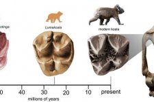 Phát hiện răng hóa thạch của loài gấu túi koala thời tiền sử
