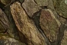 Queensland: Rắn nâu phương Đông chui vào ống nước để ghép đôi