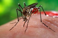 Nguy cơ bùng phát virus Zika ở Ấn Độ