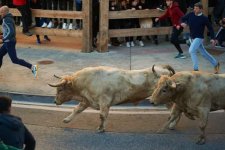 Bị bò húc chết trong lễ hội ở Tây Ban Nha