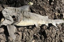 Cá mập bò con chết khô trong hồ nước đọng