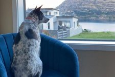 Queensland: Cô gái muốn thuê máy bay đón chó cưng mắc kẹt ở New Zeland