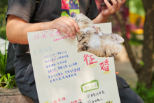 Phương thức xem mắt mới của người trẻ Trung Quốc: ''Mai mối'' cho mèo để tìm ý trung nhân cho mình