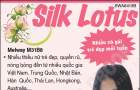Silk Lotus
