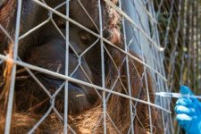 Vườn thú đầu tiên tại Mỹ Latinh triển khai tiêm chủng ngừa COVID-19 cho thú nuôi