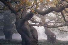 Những cánh rừng cổ đại huyền ảo như thế giới cổ tích ở Anh