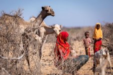 Hàng triệu người rơi vào cảnh thiếu lương thực và nước uống trầm trọng tại Ethiopia