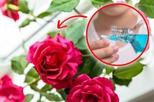 Bạn đã thử đổ nước súc miệng vào bình hoa hồng?