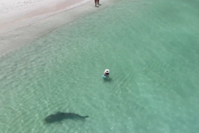 Tây Úc: Nữ du khách hoảng hồn khi cá mập hổ âm thầm tiếp cận