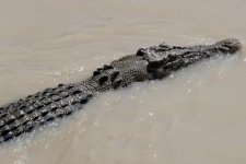 Queensland: Cá sấu khổng lồ nhảy lên thuyền tấn công ngư dân