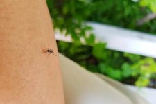 Victoria: Người dân nên thực hiện các biện pháp phòng ngừa bệnh do muỗi truyền nhiễm