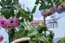 Khu vườn đầy hoa trái của nam MC Quyền Linh và bà xã Dạ Thảo