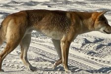 Queensland: Người đàn ông bị chó dingo cắn vào chân