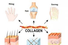 Collagen là gì? Những lợi ích khi bổ sung collagen