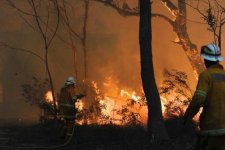 Victoria: Các khu vực bị ảnh hưởng bởi vụ cháy rừng Mùa hè Đen tối đang dần phục hồi