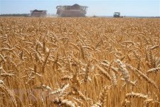 Xung đột Nga-Ukraine ảnh hưởng đến thị trường nông sản quốc tế