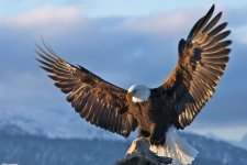 5 bài học dạy con được đúc kết từ loài chim hùng mạnh nhất bầu trời