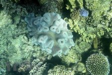 Bảo vệ Rạn san hô Great Barrier, chính phủ từ chối cấp phép dự án khai thác than