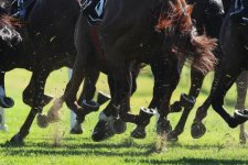 Victoria: Số đơn khiếu nại về tính minh bạch trong các cuộc đua ngựa tăng hơn 60%