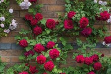 Cách trồng và chăm sóc để hoa hồng phát triển tốt, luôn xanh mướt nhiều nụ