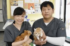 Nguy cơ bùng nổ chó mèo hoang tại Nhật Bản