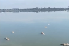 Altona: Hàng loạt cá chết nổi giữa hồ Cherry Lake do nguồn nước ô nhiễm