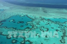 Great Barrier Reef có nguy cơ bị tẩy trắng trên diện rộng khi nhiệt độ nước biển tăng