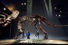 Hóa thạch khủng long ba sừng hoàn chỉnh nhất với 266 mảnh xương