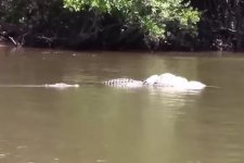 Cá sấu khổng lồ kéo xác bò trên sông Daintree
