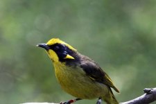 Loài chim biểu tượng của Victoria có nguy cơ tuyệt chủng