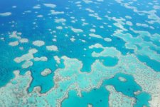 Tin Úc: Các loài sinh vật đang bị giảm số lượng đáng kể trên các rạn san hô của Úc