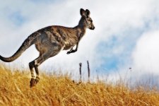 Cần tiêu diệt kangaroo để bảo vệ đất đai và các động vật bản địa