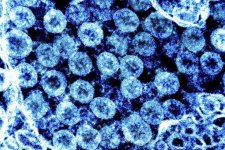 Các biến thể mới của virus SARS-CoV-2 đáng quan ngại đến mức nào?