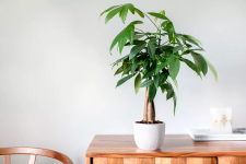 Chăm sóc cây kim ngân trồng trong nhà cho dáng đẹp và lá xanh quanh năm