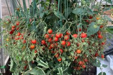 Người đàn ông lập kỷ lục Guinness với cây cà chua gần 1.300 quả