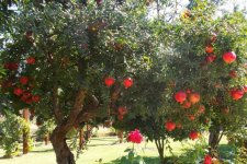 3 loại cây ăn trái lâu năm mang ý nghĩa tốt lành, dễ trồng và chăm sóc cho vườn nhà bạn