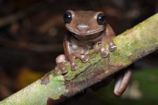 Đặt tên 5 loài ếch mới tìm thấy trong các đầm lầy và rừng ở Papua New Guinea