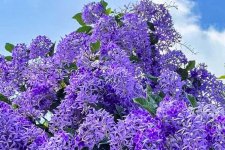 Mai xanh Thái - một loại cây được Thần Tài yêu thương