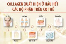 Cẩm nang sử dụng collagen an toàn