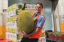 Queensland: Trái mít khổng lồ nặng 45 kg