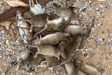 Hàng triệu con chuột khiến nông dân Úc từ bỏ vụ mùa