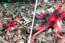 Loài nấm sặc sỡ nhưng hôi thối khiến ai cũng khiếp sợ ở Queensland