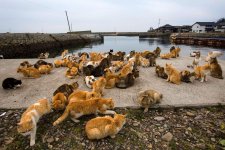 Những hòn đảo là thánh địa cho du khách yêu động vật ở Nhật Bản