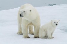 Bắc Cực ấm lên nhanh gấp 3 lần so với cả Trái Đất