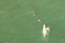 NSW: Phát hiện cá voi lưng gù trắng hiếm gặp bơi cùng đàn cá heo