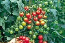 3 bước giúp cà chua trĩu quả khi trồng trong chậu