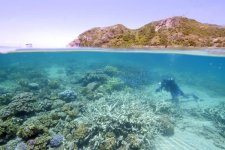 Rạn san hô Great Barrier bị tẩy trắng 91%