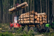 Victoria: Đảm bảo an toàn tại nơi làm việc đối với ngành công nghiệp khai thác gỗ