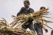 Ấn Độ lên kế hoạch hạn chế xuất khẩu đường